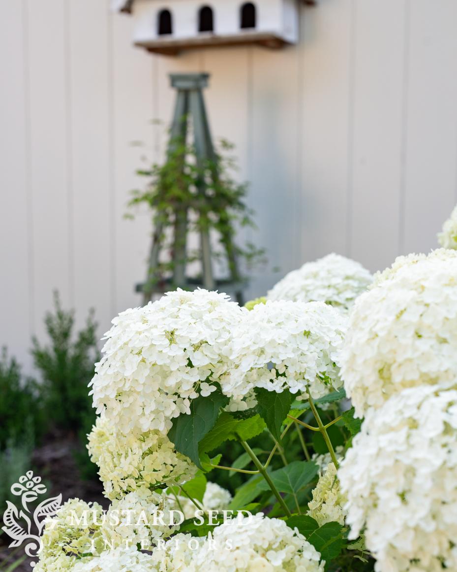 June gardening notes | miss mustard seed