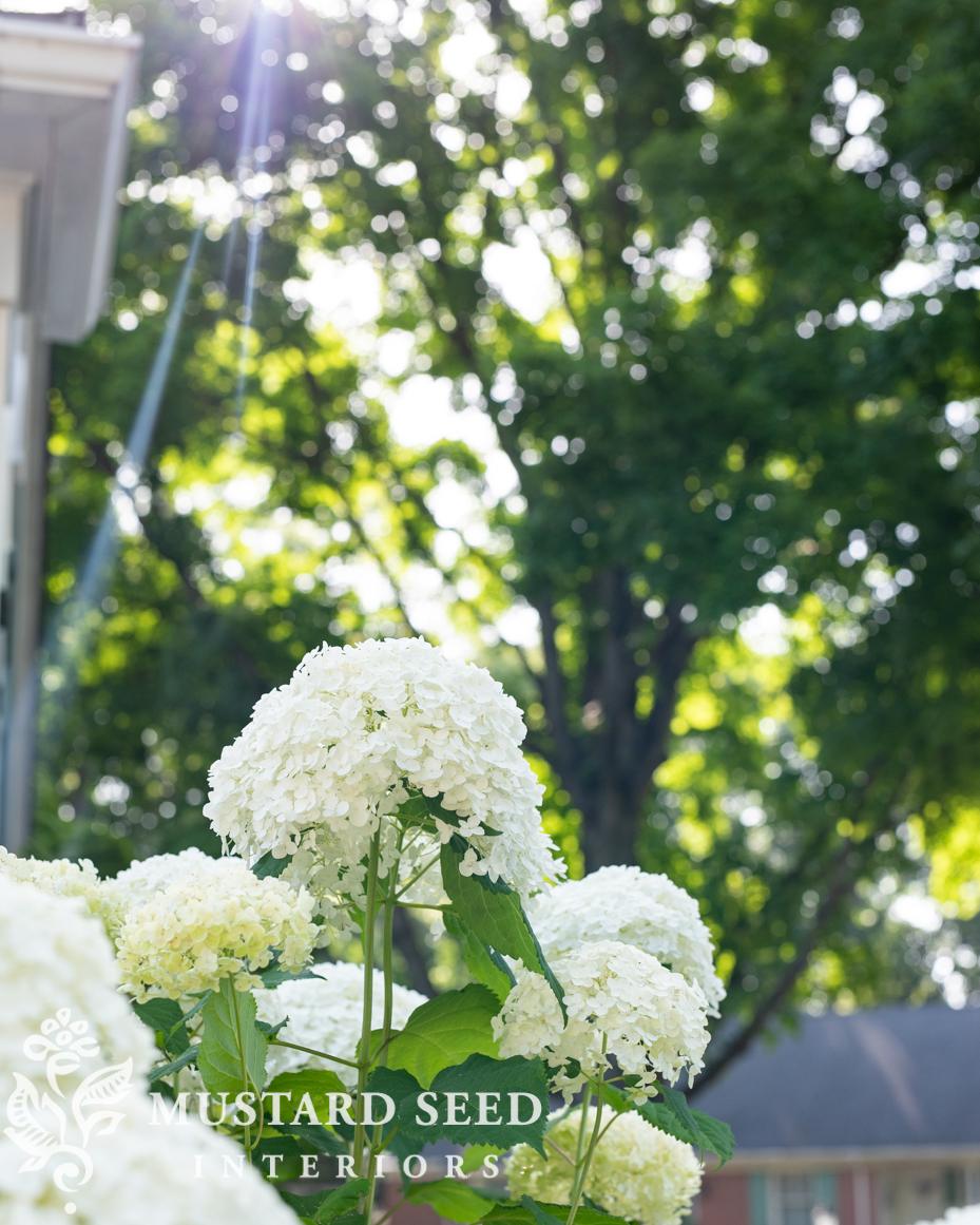 June gardening notes | miss mustard seed