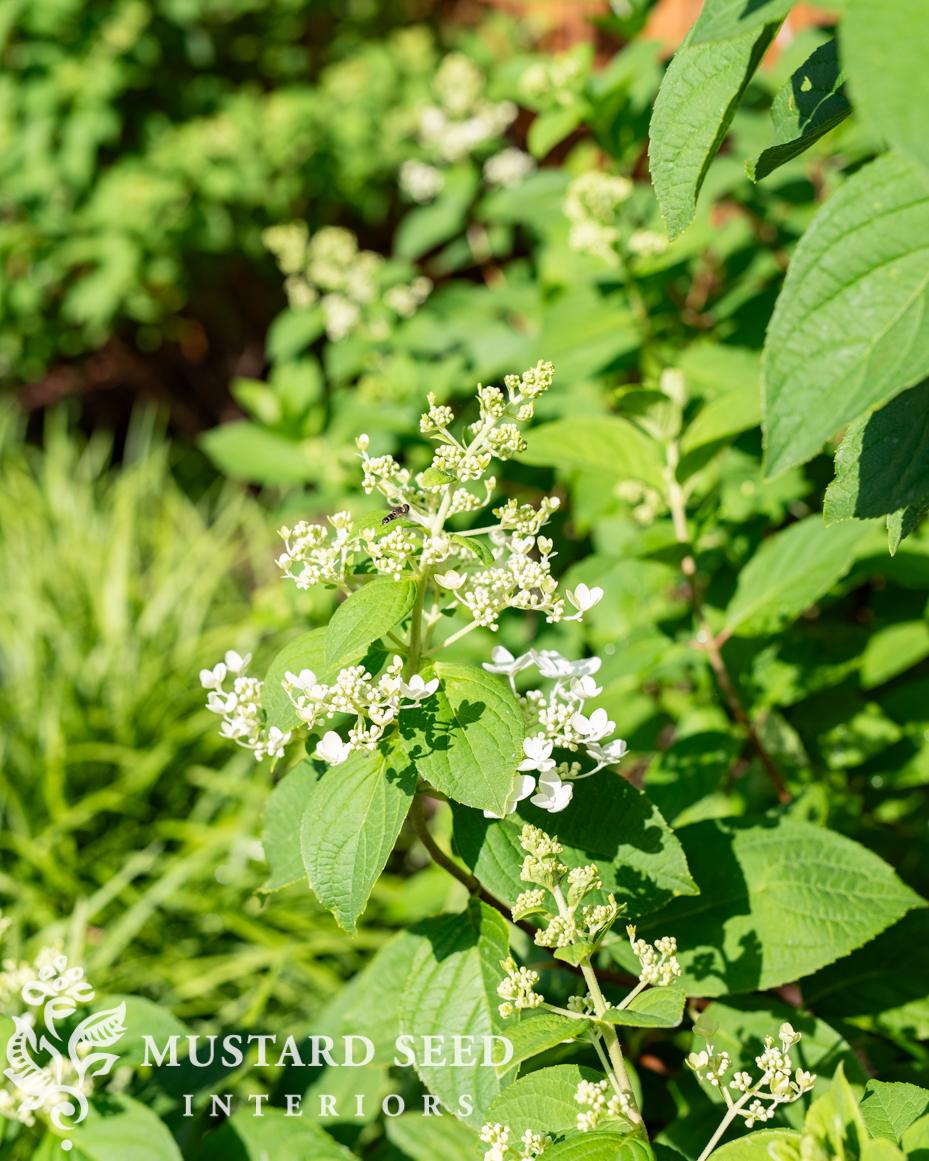 June gardening notes | miss mustard seed