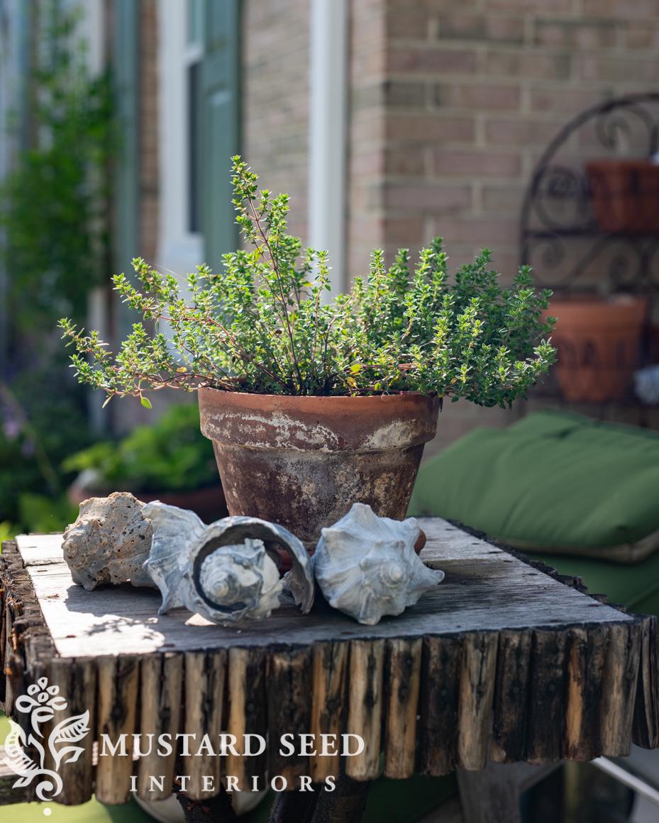 June gardening notes | miss mustard seed