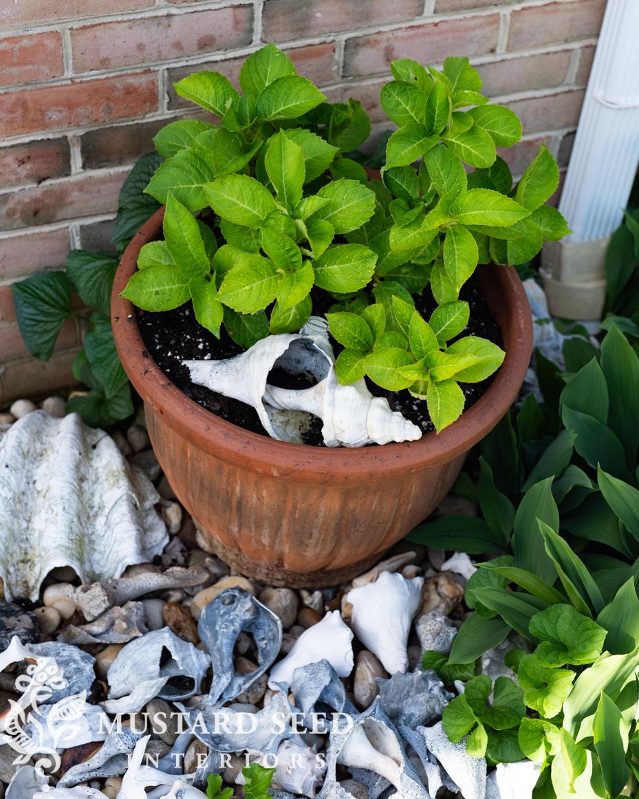 June gardening notes | miss mustard seed