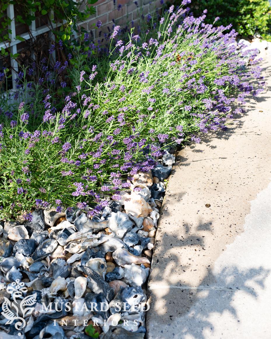 June gardening notes | miss mustard seed