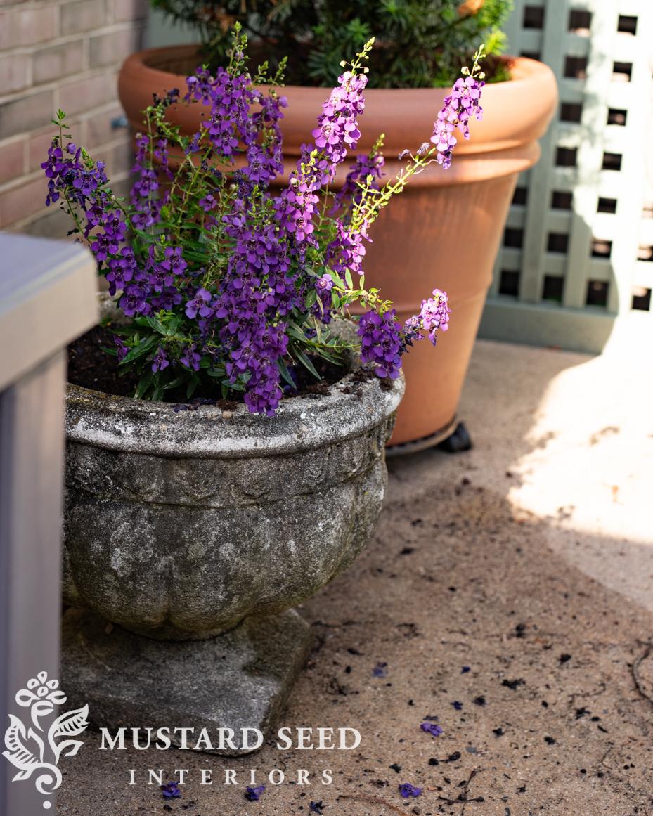 June gardening notes | miss mustard seed