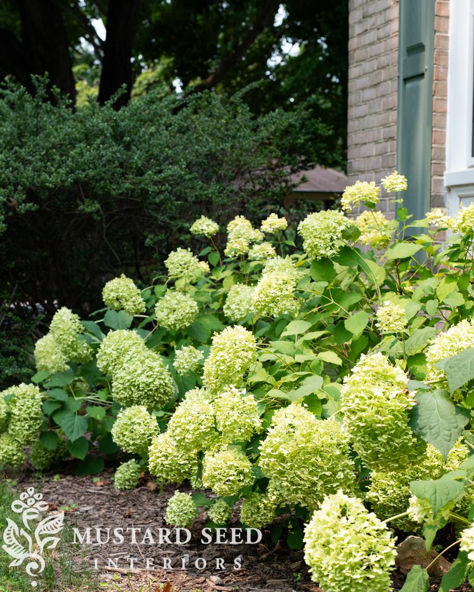 June gardening notes | miss mustard seed