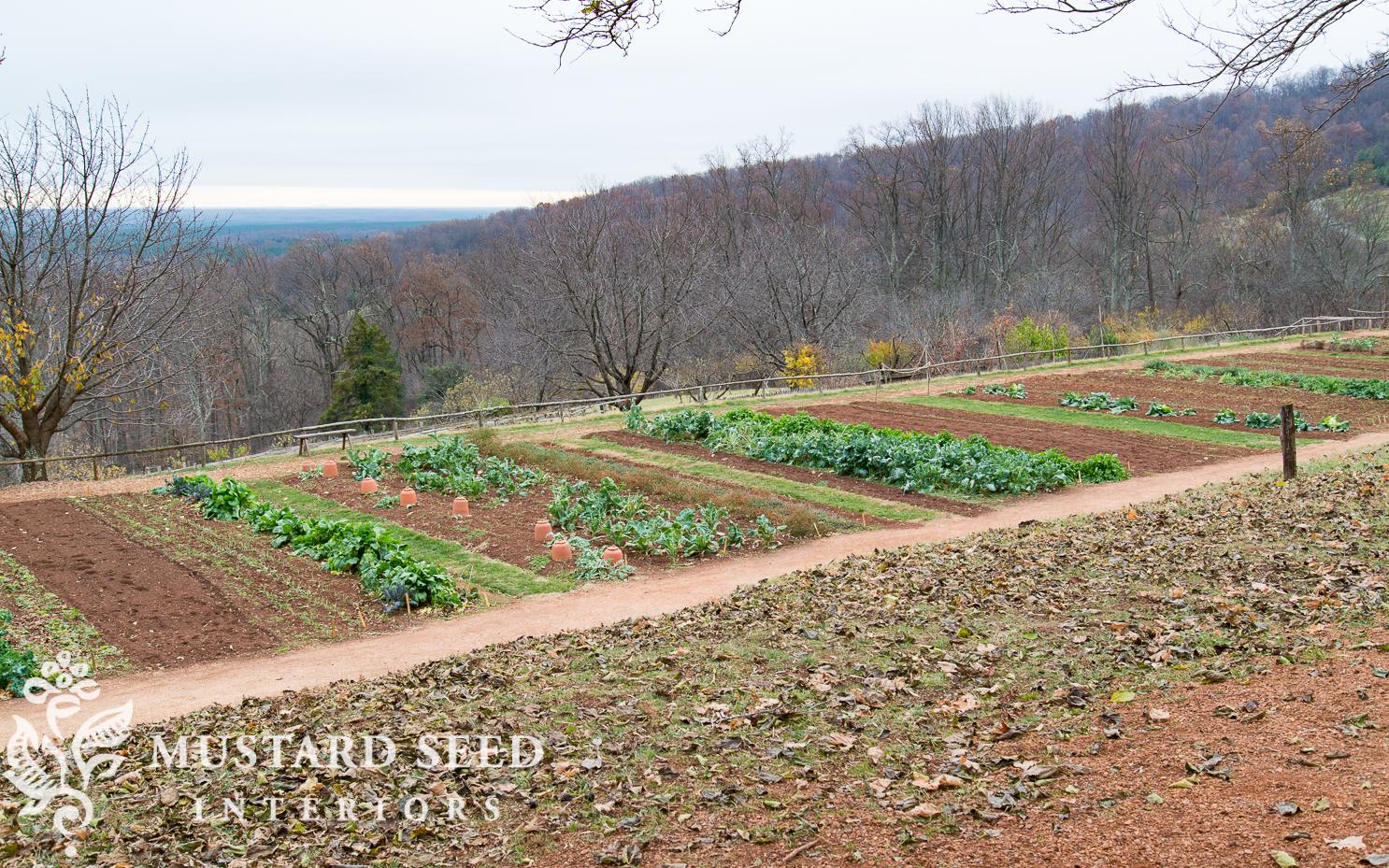 garden at Monticello | miss mustard seed