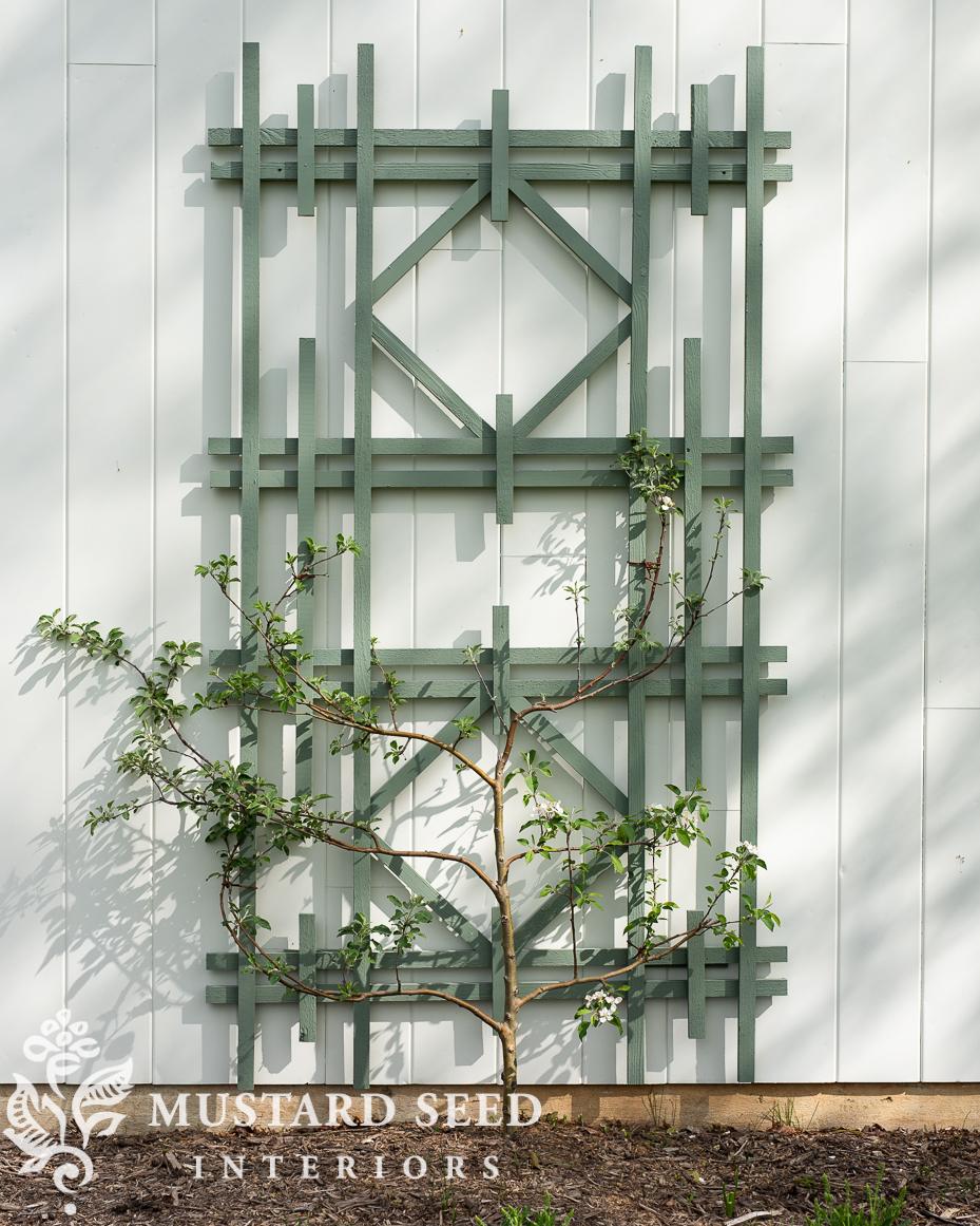 espalier apple tree update | miss mustard seed