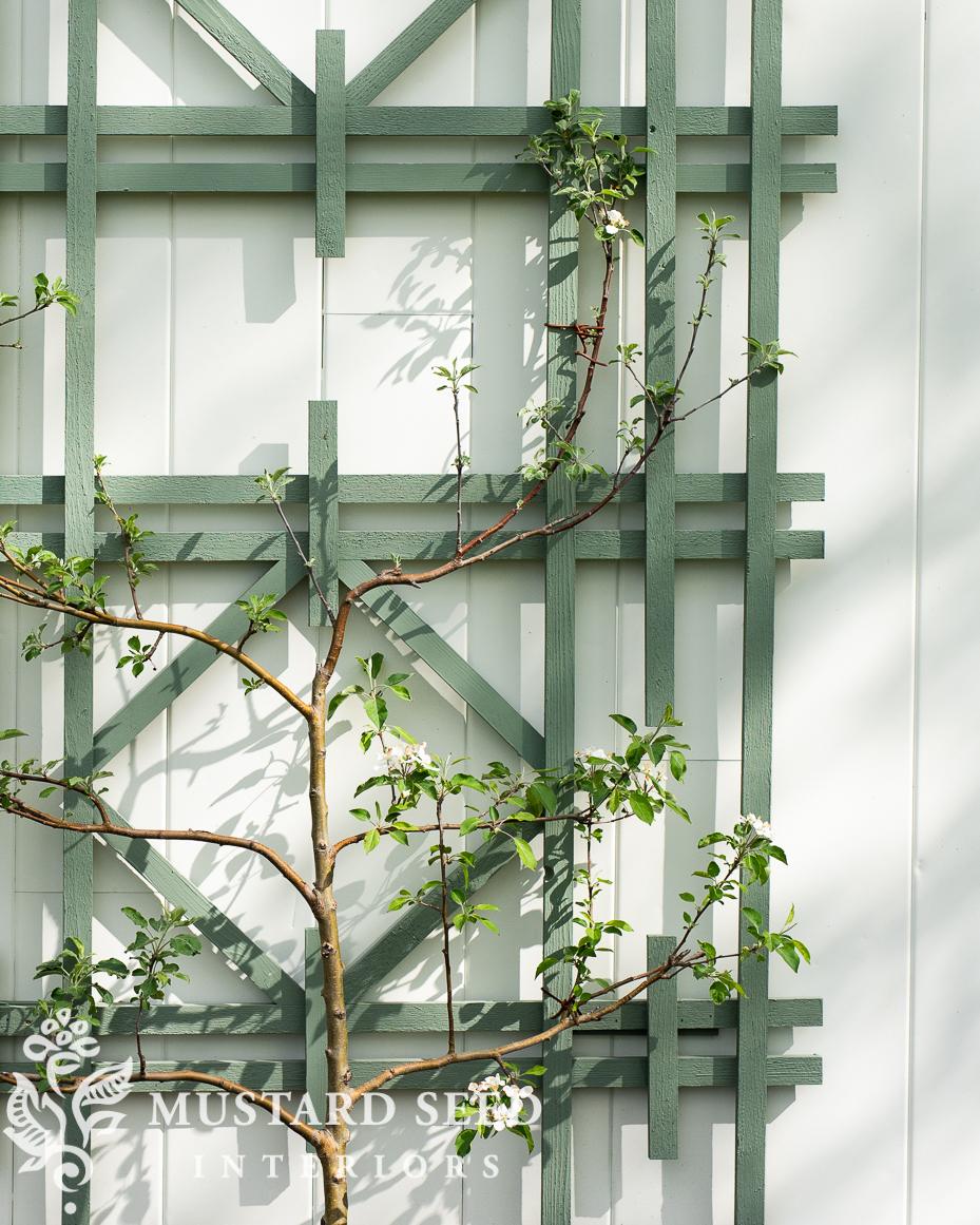 espalier apple tree update | miss mustard seed