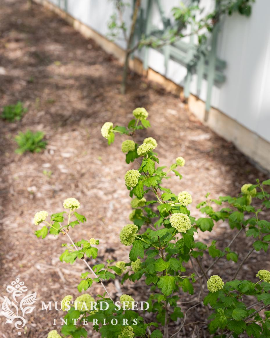 snowball viburnum | miss mustard seed