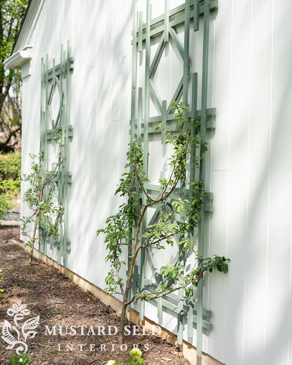 espalier apple tree update | miss mustard seed
