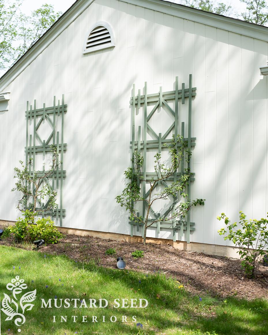espalier apple tree update | miss mustard seed