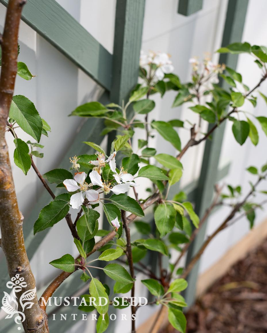 espalier apple tree update | miss mustard seed