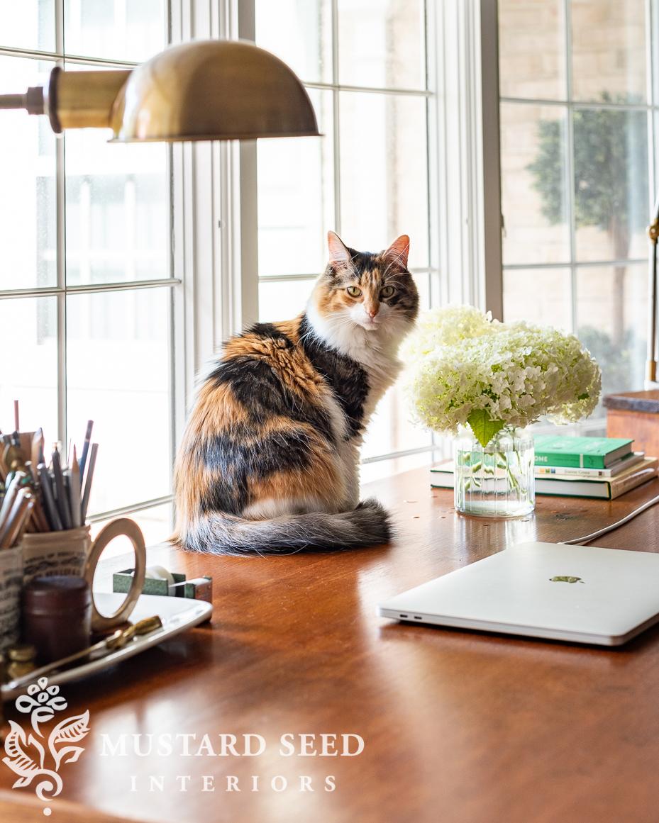 calico cat | miss mustard seed