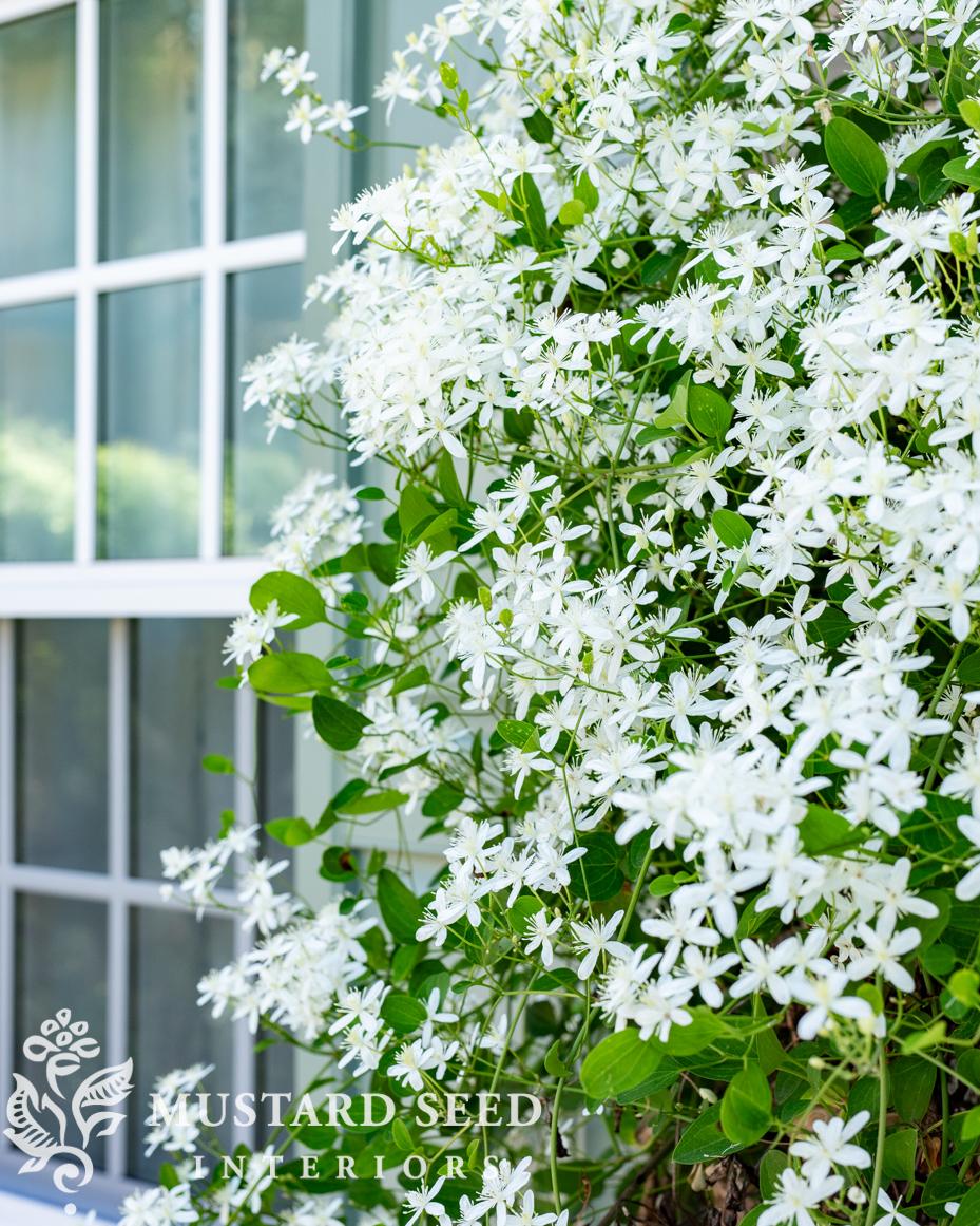 sweet autumn clematis | miss mustard seed
