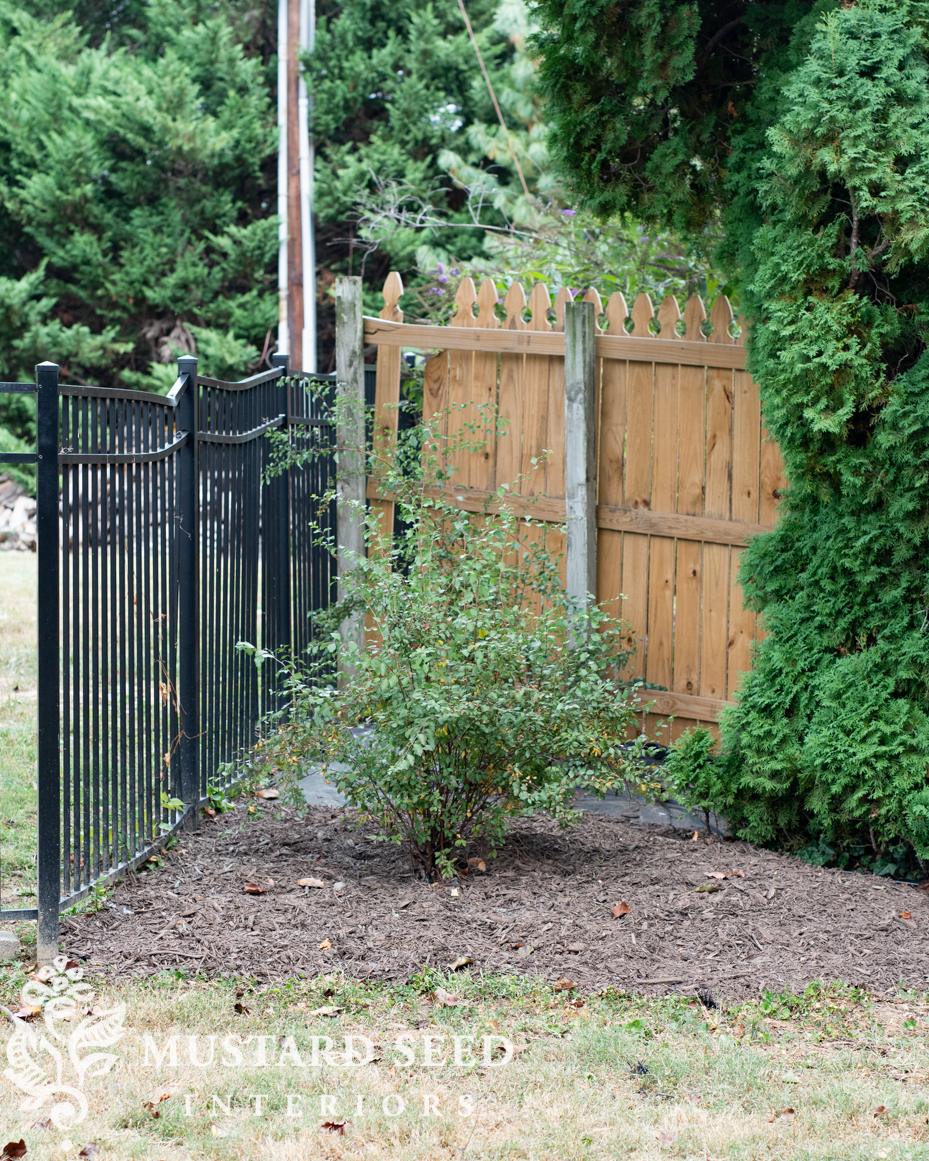 spirea bush | miss mustard seed