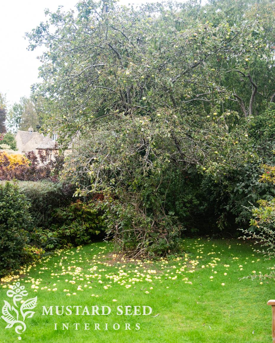 thatched cottage Airbnb in chipping campden | the cotswolds England | miss mustard seed