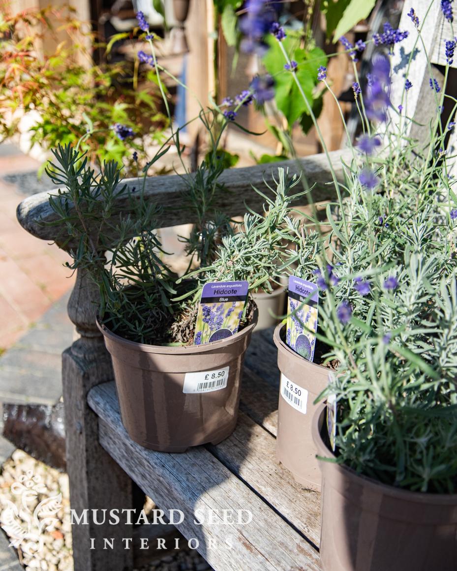 Hidcote Manor Gardens | Gloucester, England, Cotswolds | National Trust Property | miss mustard seed