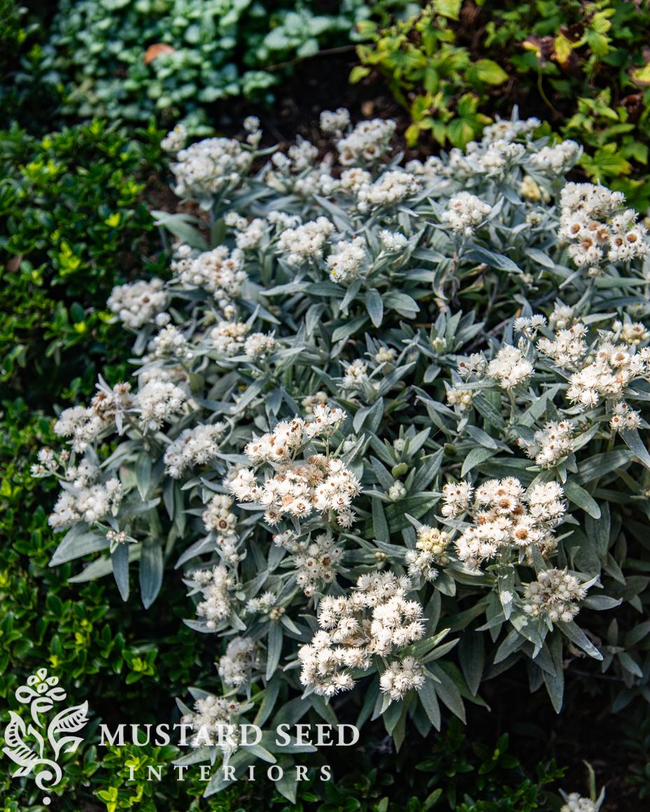 Hidcote Manor Gardens | Gloucester, England, Cotswolds | National Trust Property | miss mustard seed