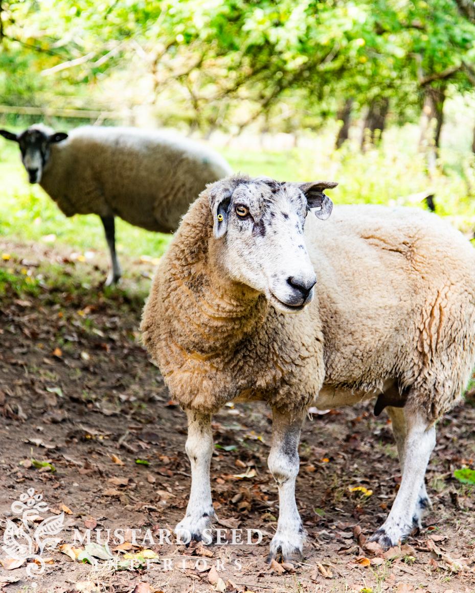 Hidcote Manor Gardens | Gloucester, England, Cotswolds | National Trust Property | miss mustard seed