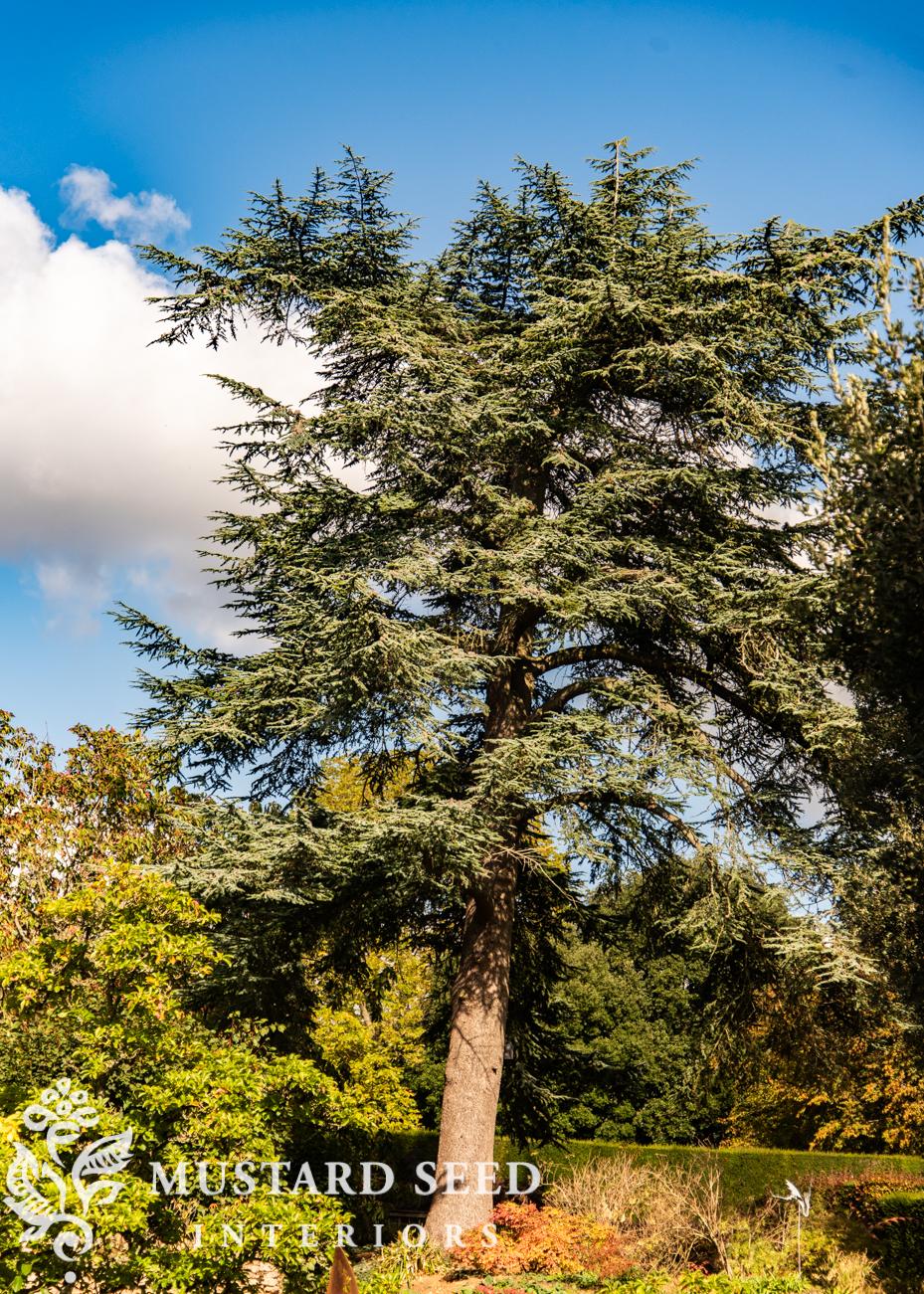 Hidcote Manor Gardens | Gloucester, England, Cotswolds | National Trust Property | miss mustard seed