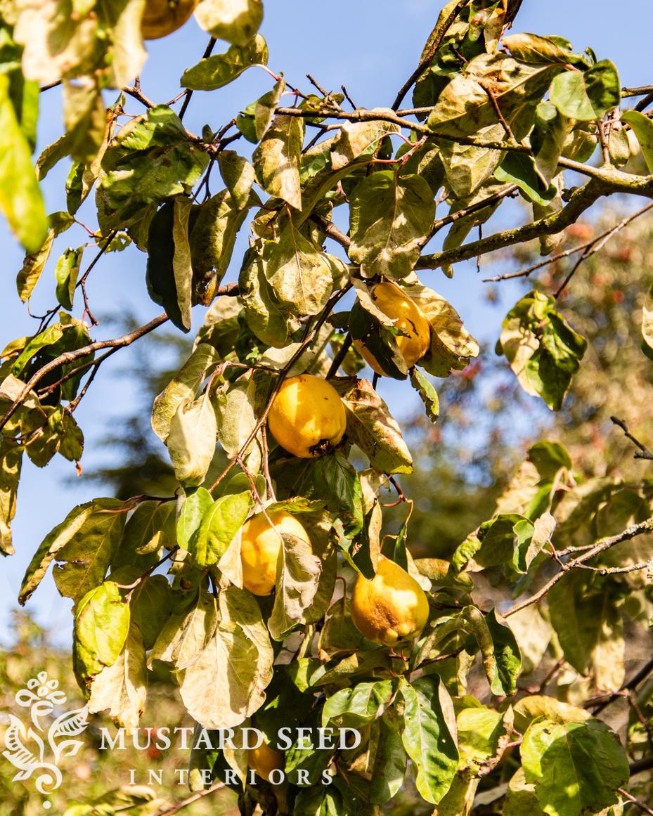 Hidcote Manor Gardens | Gloucester, England, Cotswolds | National Trust Property | miss mustard seed
