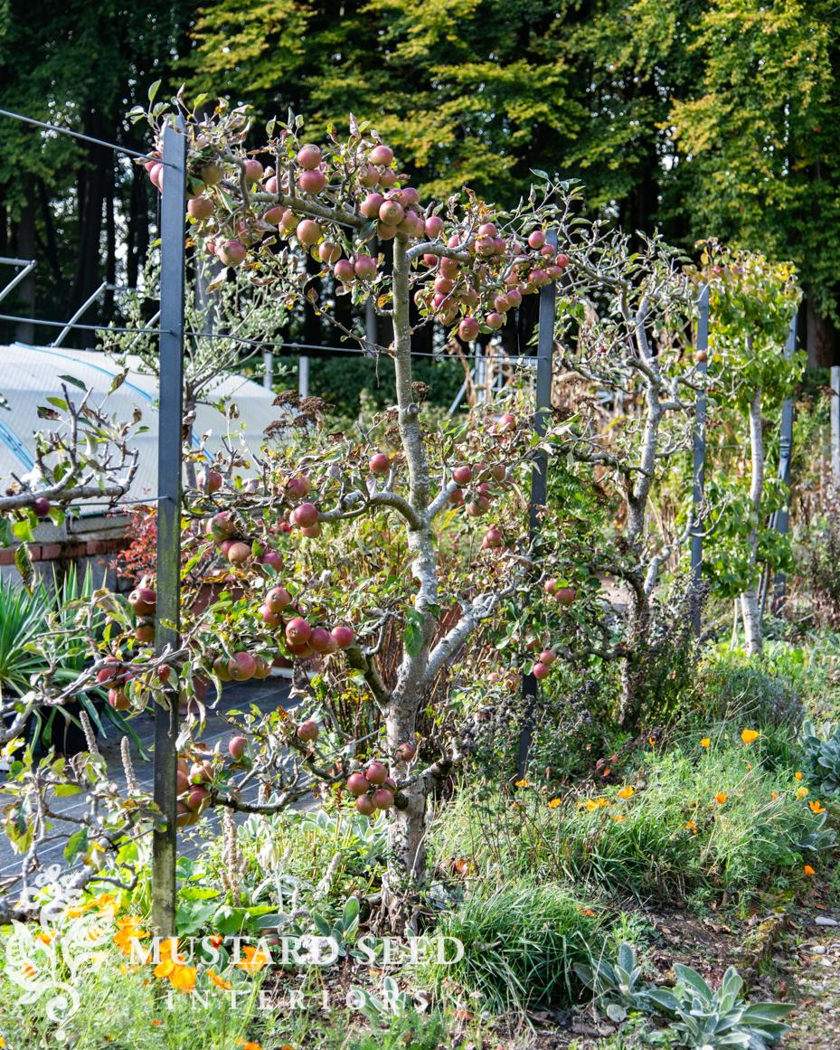 Hidcote Manor Gardens | Gloucester, England, Cotswolds | National Trust Property | miss mustard seed