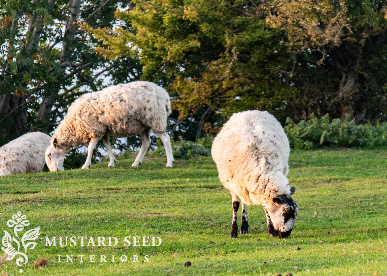 Dover's Hill | Cotswolds, England | miss mustard seed