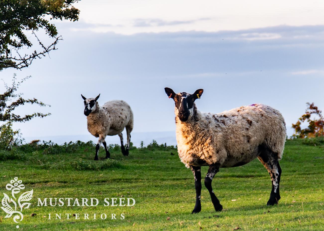 Dover's Hill | Cotswolds, England | miss mustard seed
