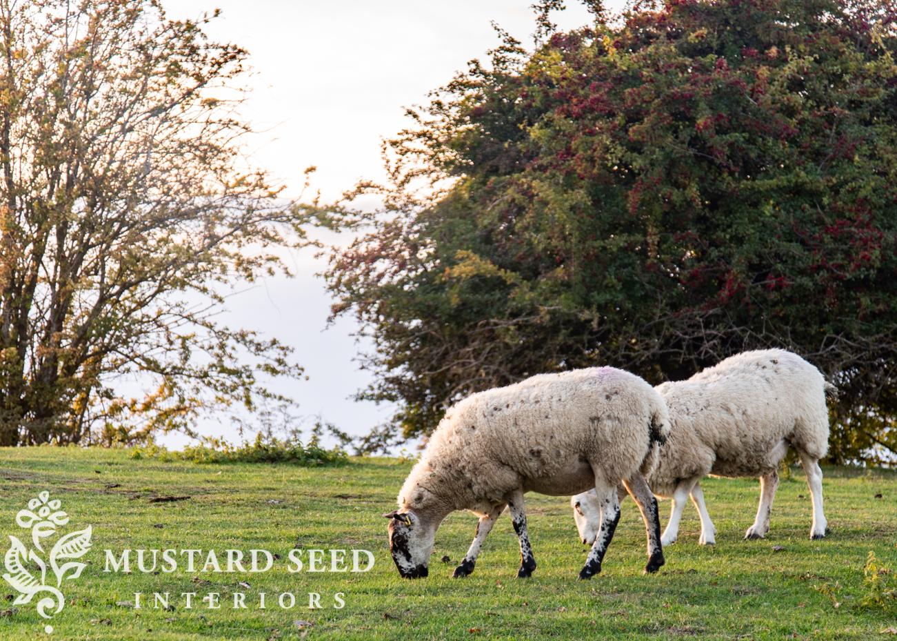 Dover's Hill | Cotswolds, England | miss mustard seed