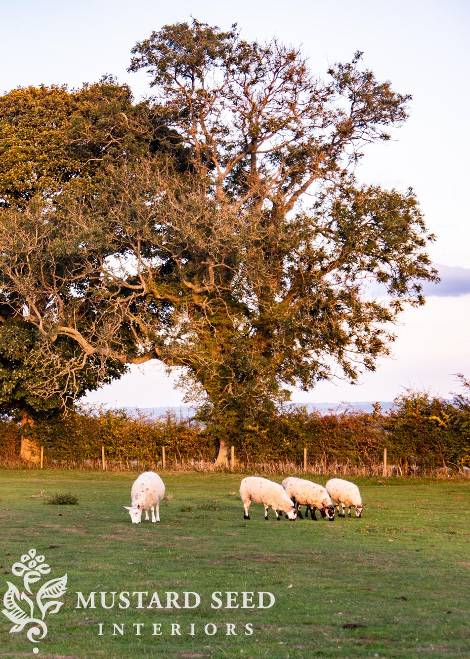 Dover's Hill | Cotswolds, England | miss mustard seed