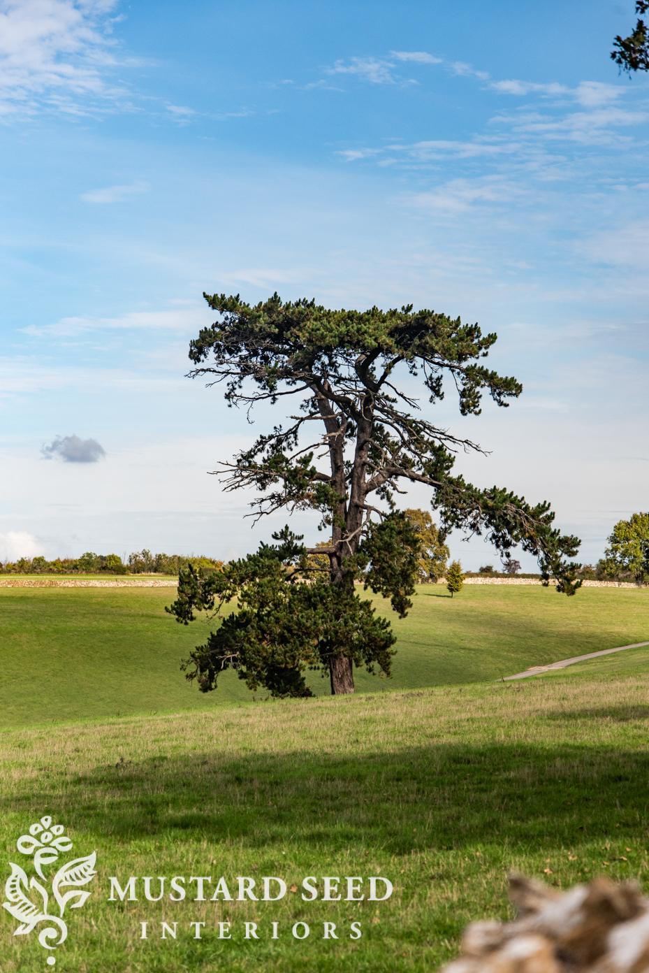 Lebanon Cypress | miss mustard seed