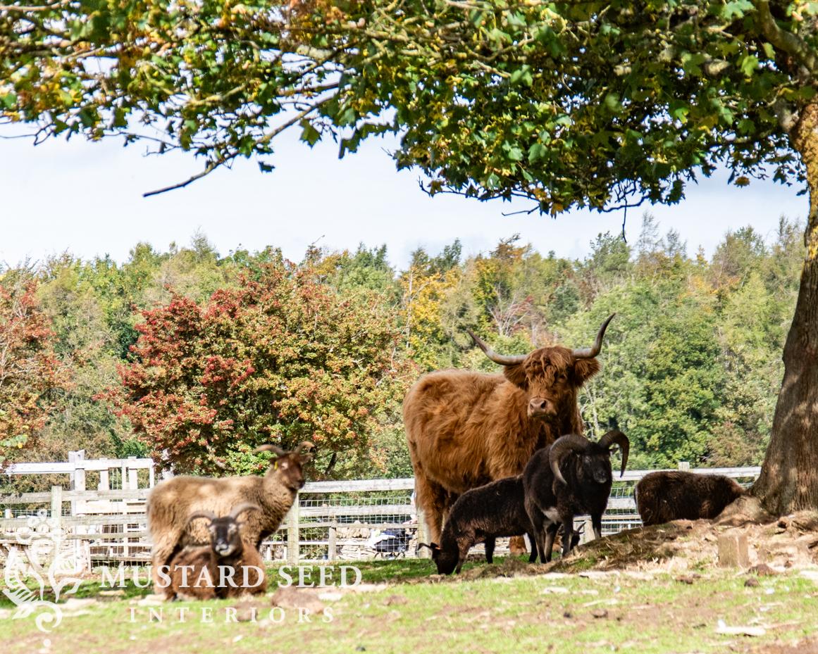 Cotswold Farm Park | Rare Breed Farm | miss mustard seed