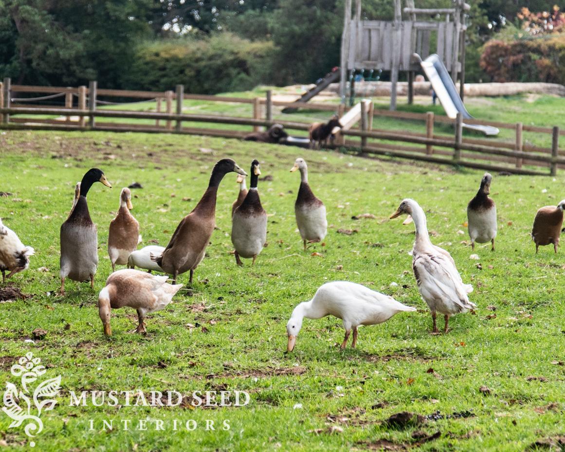 Cotswold Farm Park | Rare Breed Farm | miss mustard seed