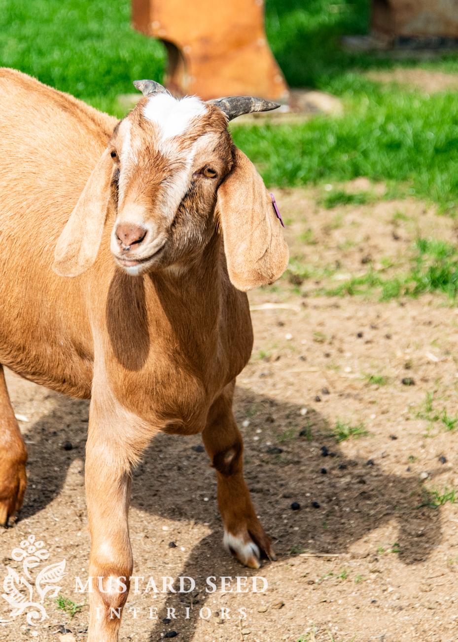 Cotswold Farm Park | Rare Breed Farm | miss mustard seed