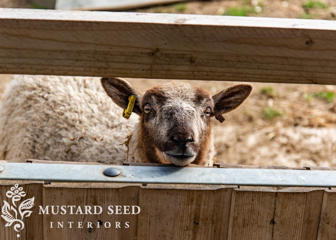 Cotswold Farm Park | Rare Breed Farm | miss mustard seed