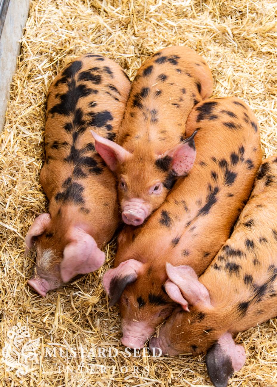 Cotswold Farm Park | Rare Breed Farm | miss mustard seed