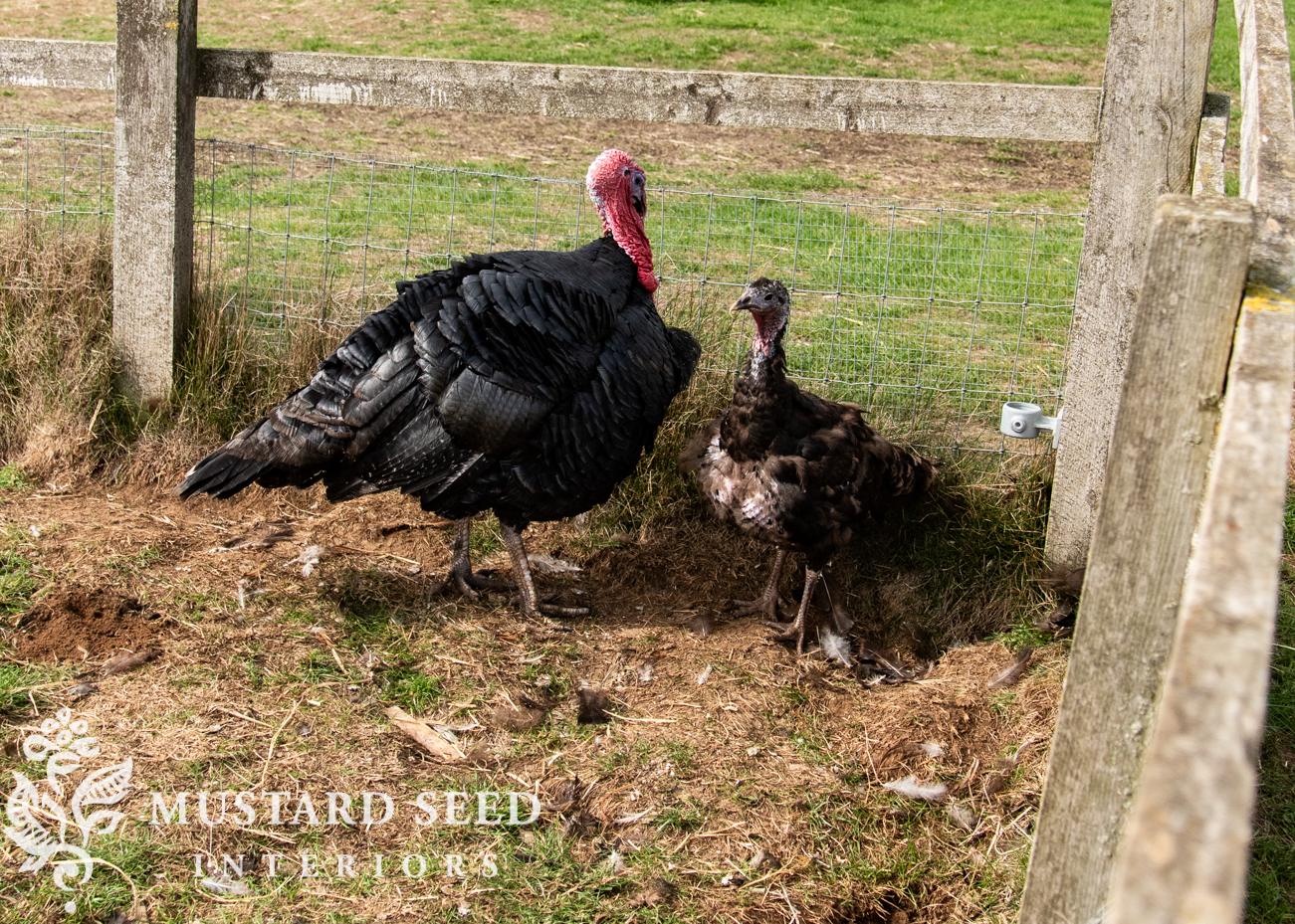 Cotswold Farm Park | Rare Breed Farm | miss mustard seed