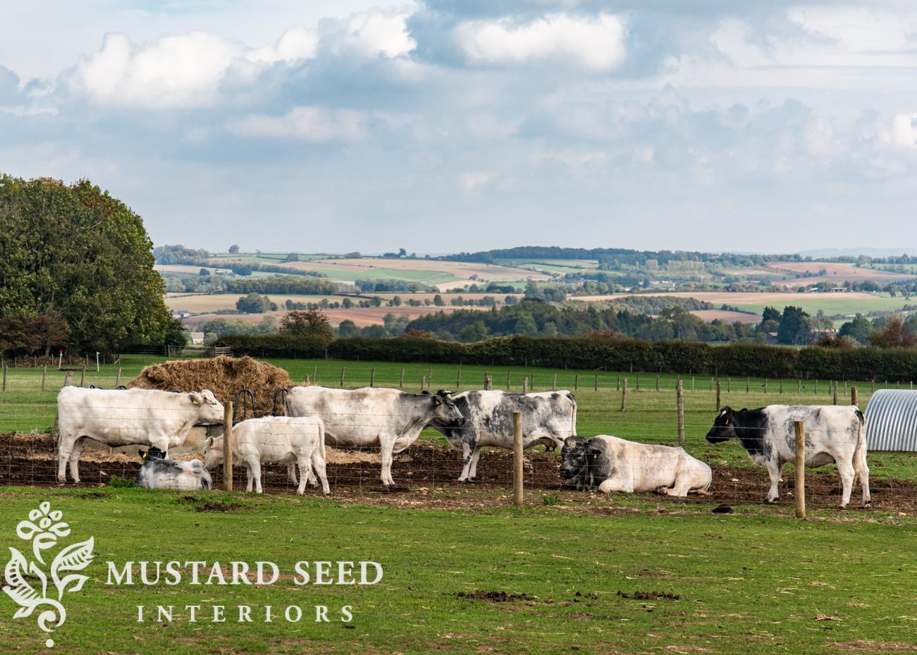 Cotswold Farm Park | Rare Breed Farm | miss mustard seed