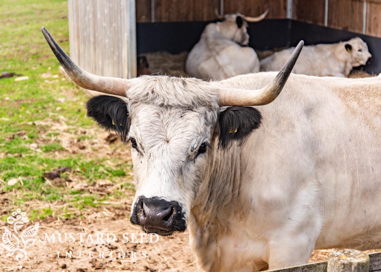 Cotswold Farm Park | Rare Breed Farm | miss mustard seed