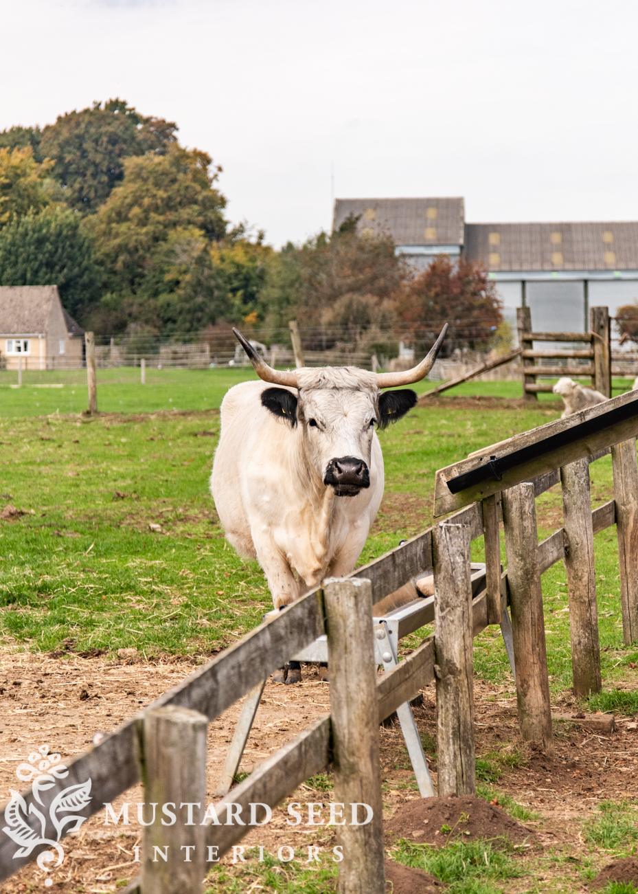 Cotswold Farm Park | Rare Breed Farm | miss mustard seed