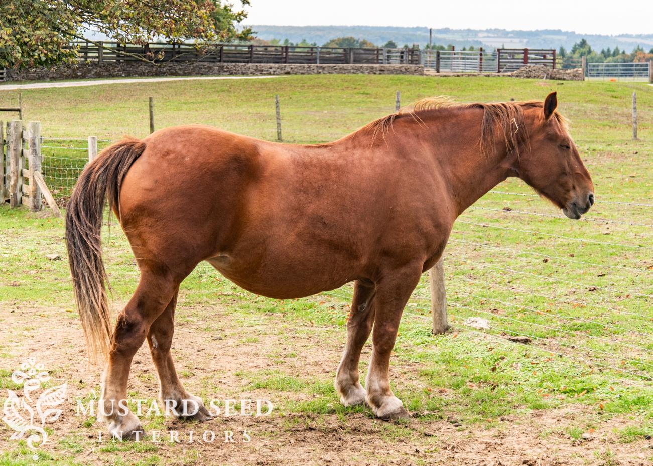 Cotswold Farm Park | Rare Breed Farm | miss mustard seed
