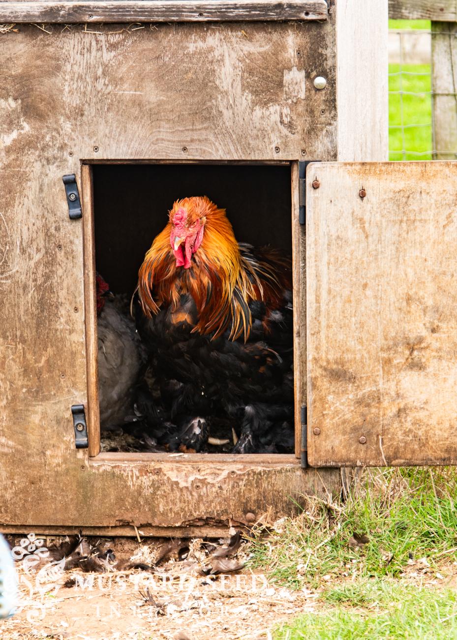 Cotswold Farm Park | Rare Breed Farm | miss mustard seed