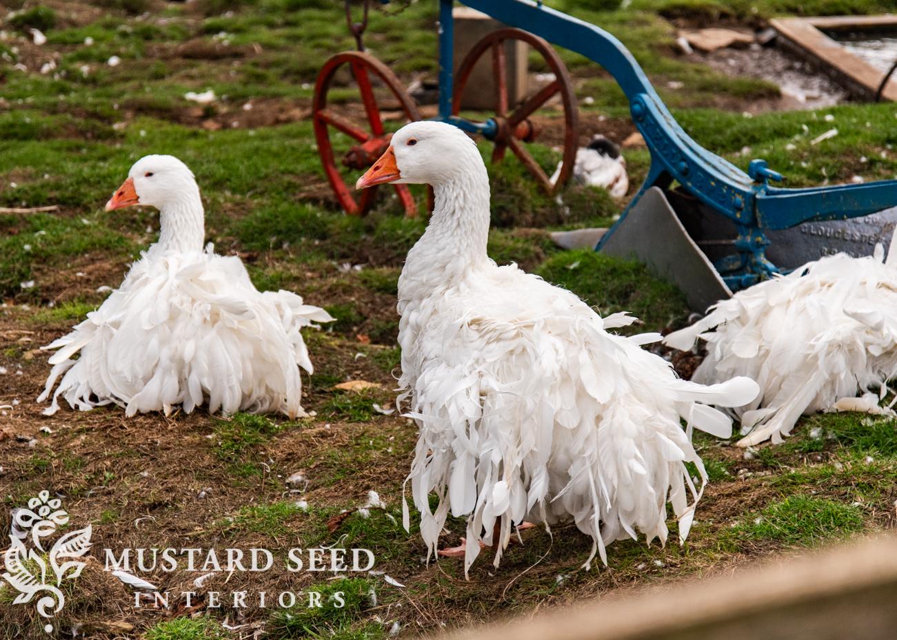 Cotswold Farm Park | Rare Breed Farm | miss mustard seed