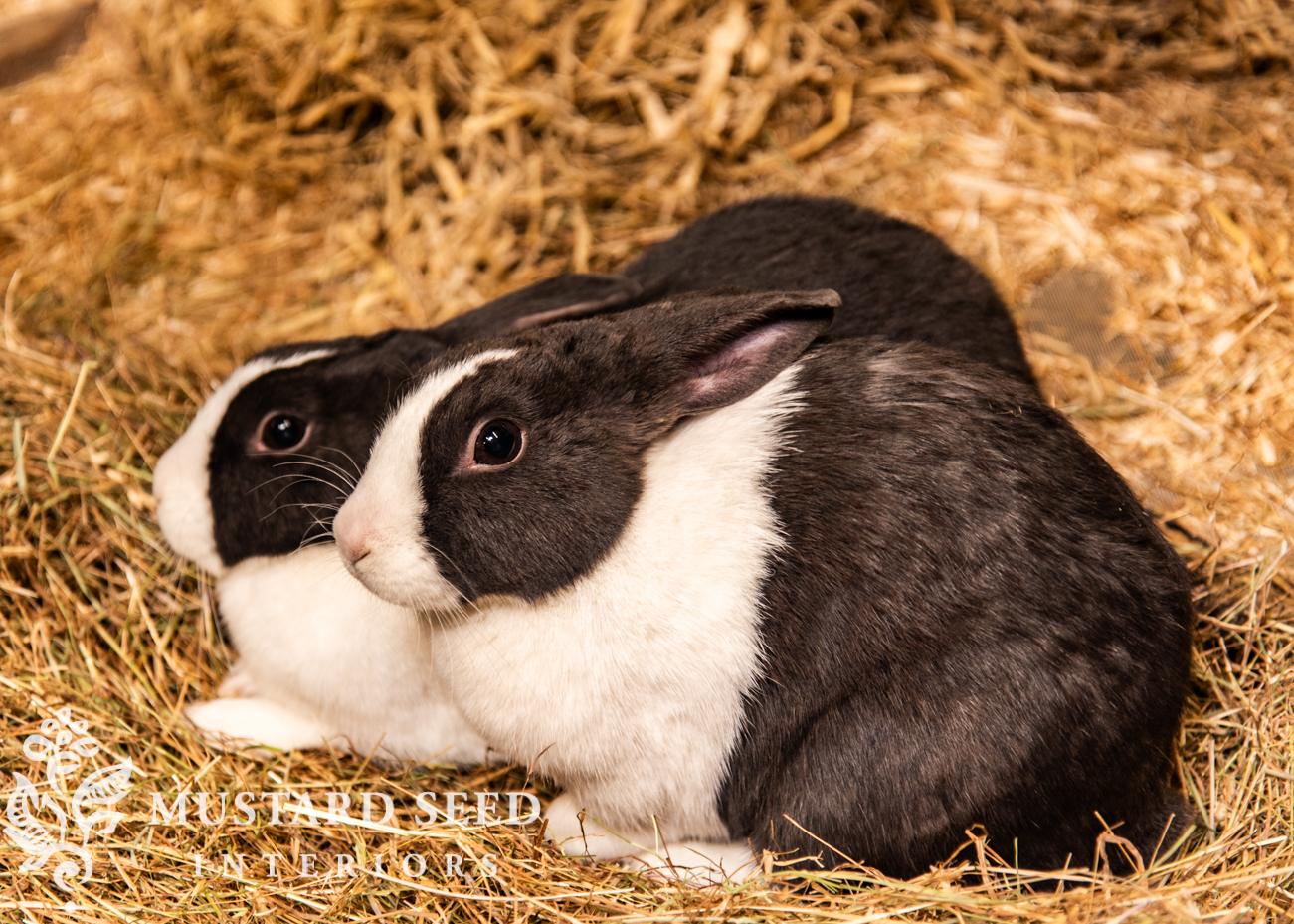 Cotswold Farm Park | Rare Breed Farm | miss mustard seed