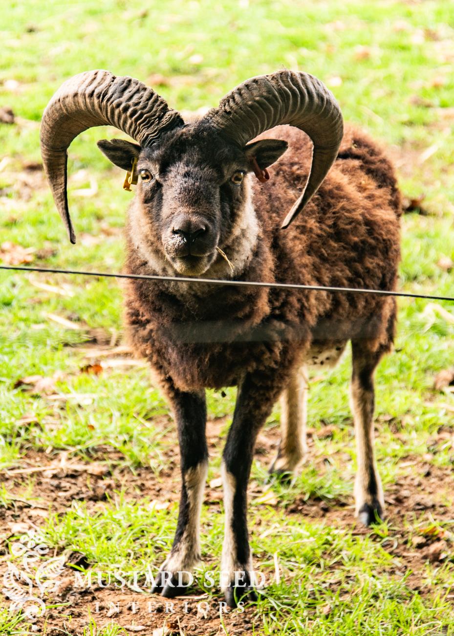 Cotswold Farm Park | Rare Breed Farm | miss mustard seed