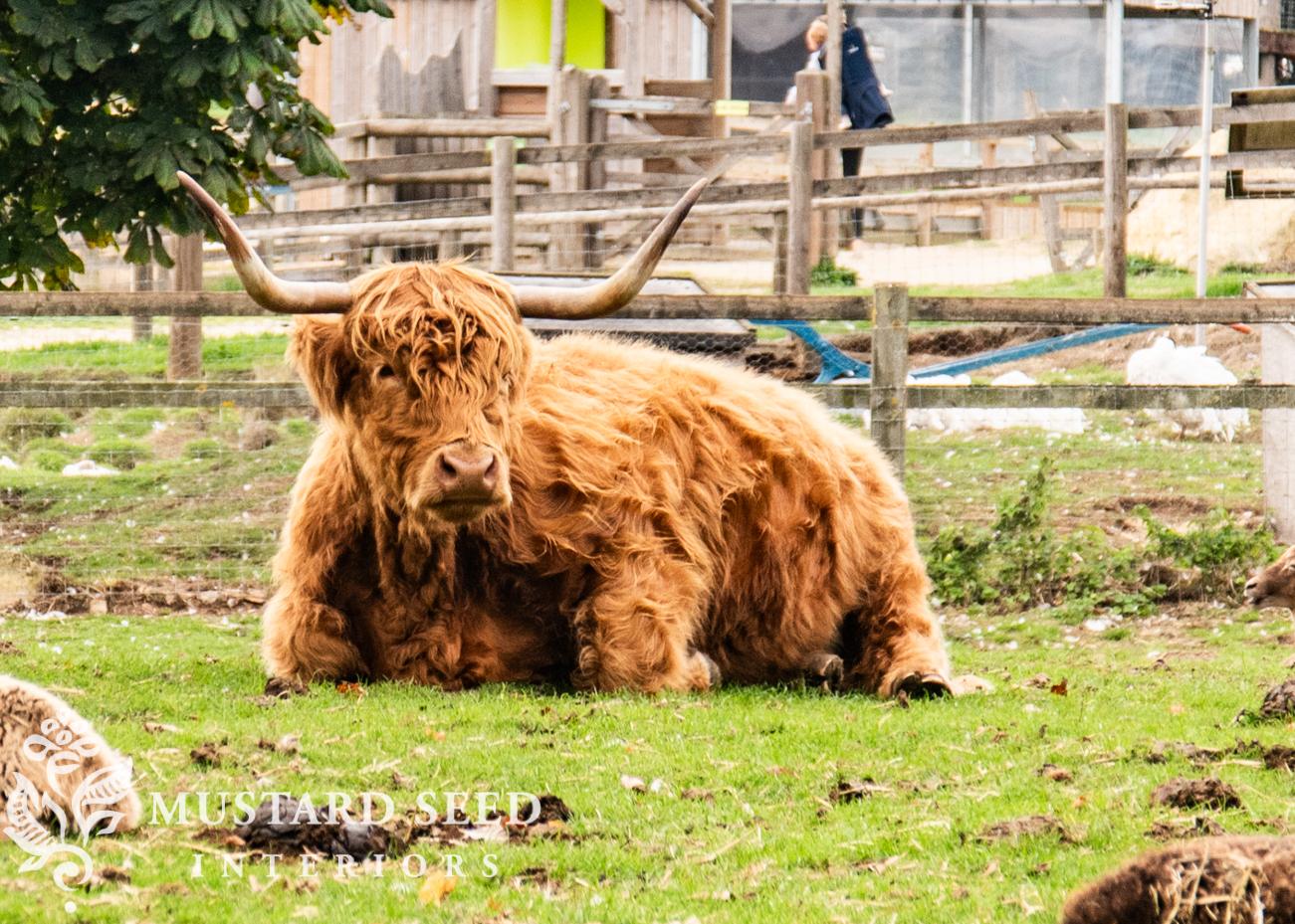 Cotswold Farm Park | Rare Breed Farm | miss mustard seed
