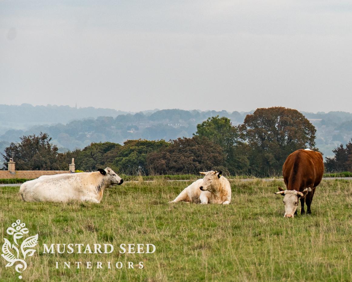 Minchinhampton Commons | miss mustard seed