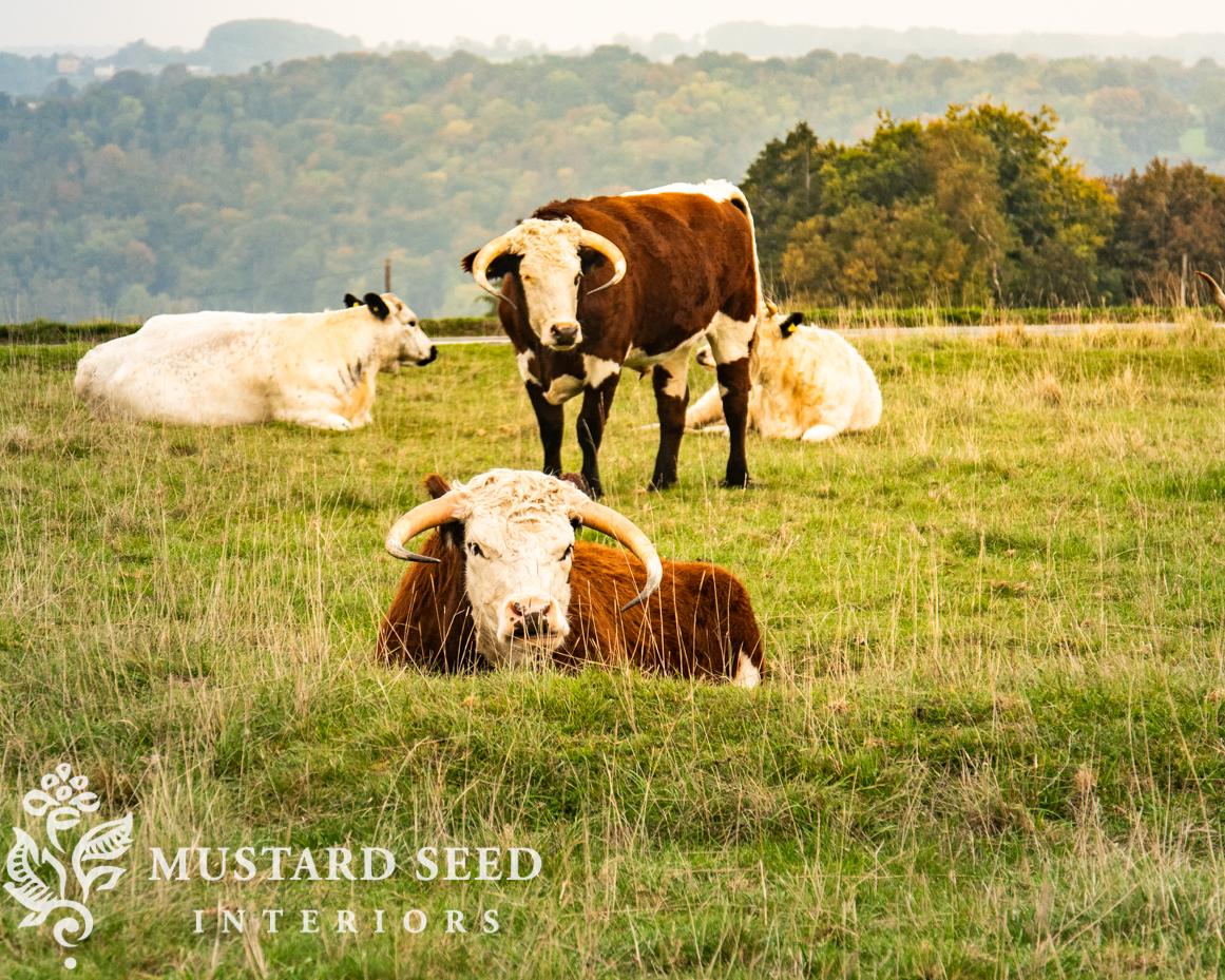 Minchinhampton Commons | miss mustard seed
