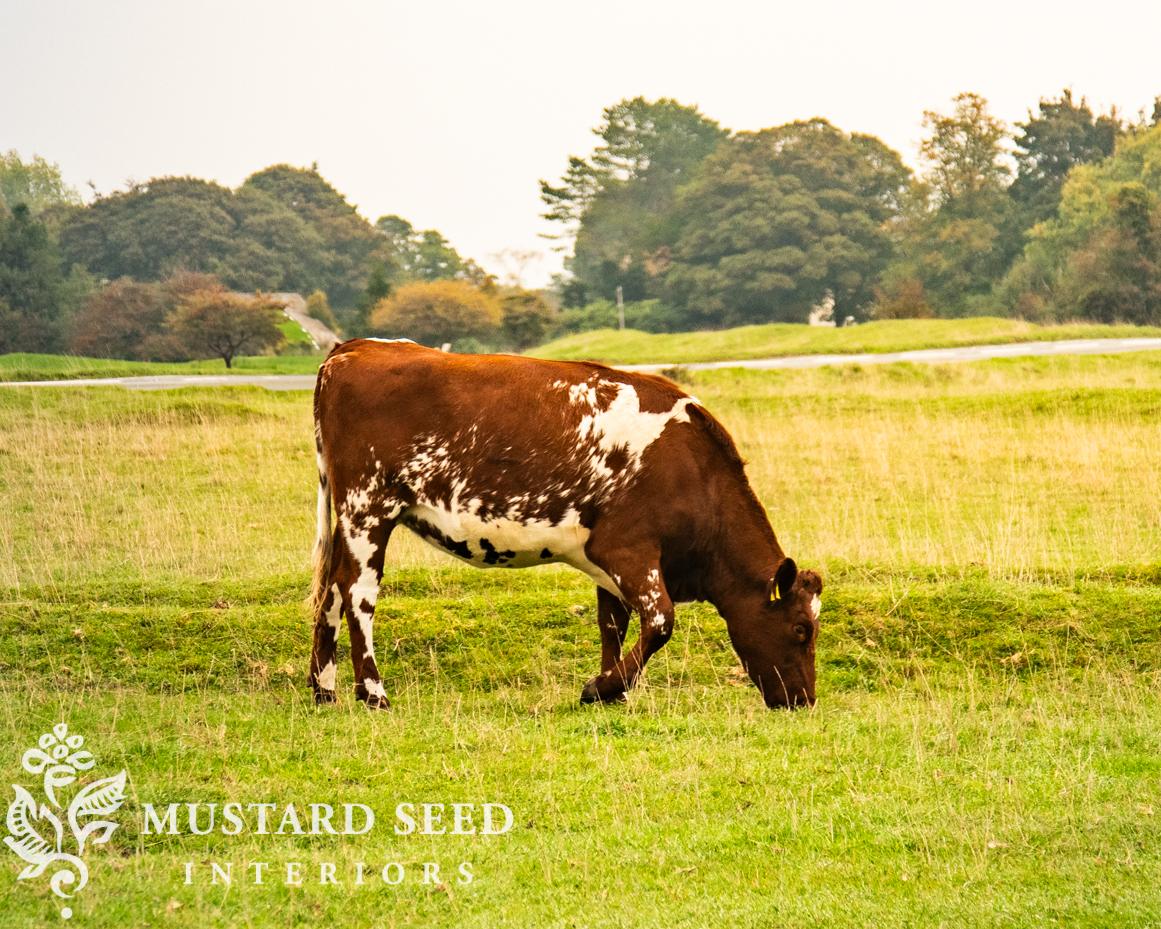 Minchinhampton Commons | miss mustard seed