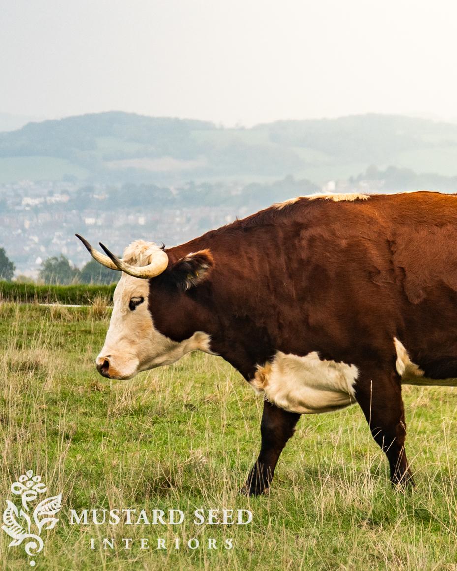 Minchinhampton Commons | miss mustard seed