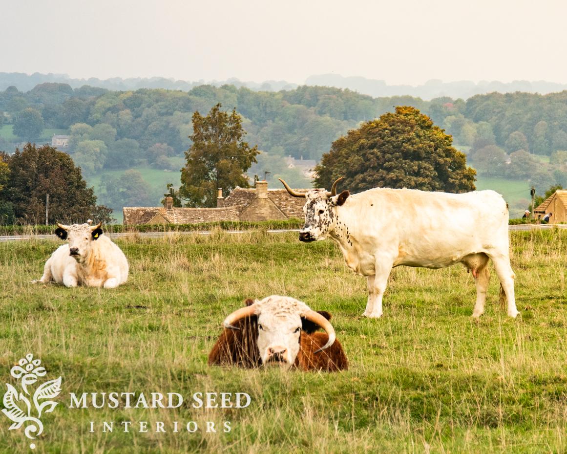 Minchinhampton Commons | miss mustard seed
